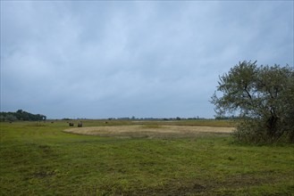 Wide meadow landscape under a cloudy sky with scattered trees, Lake Neusiedl National Park,