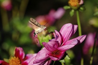 Hummingbird hawk-moth, October, Saxony, Germany, Europe