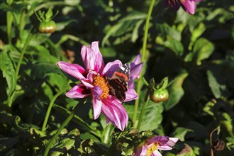 Admiral (Vanessa atalanta) on a dahlia, October, Germany, Europe