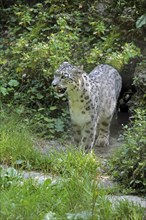 Snow leopard (Panthera uncia), captive