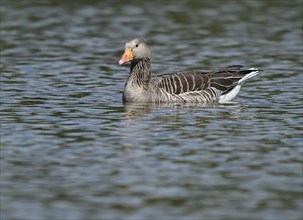 Greylag goose (Anser anser) swimming on a pond, Thuringia, Germany, Europe