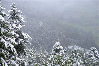 Winter onset, mountains, trees, snow-covered, snowfall, panorama, forest, view from above,