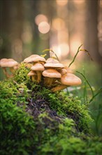 A group of mushrooms growing on a moss-covered tree stump in an autumnal forest, Calw, Black