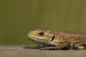 Common lizard (Zootoca vivipara) adult reptile basking on a wooden sleeper, England, United