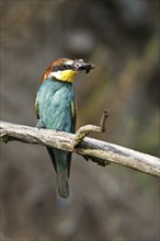 Bee-eater (Merops apiaster), bird on a perch with an insect in its beak, Salzlandkreis,