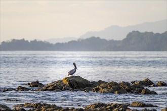 Brown pelican on the coast, Marino Ballena National Park, South Pacific beach and sea, Puntarenas