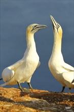 Northern gannet (Morus bassanus) pair greeting each other, Heligoland, Lower Saxony, Germany,