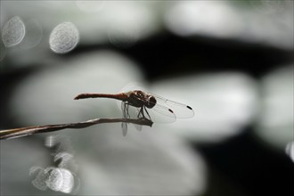 Dragonfly, Summer, Saxony, Germany, Europe