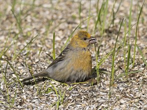 Pine Grosbeak (Pinicola enucleator), adult female, perched on the ground amongst sunflower seed