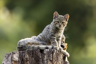 A kitten sits relaxed on a tree trunk, surrounded by natural surroundings, it seems calm, wildcat