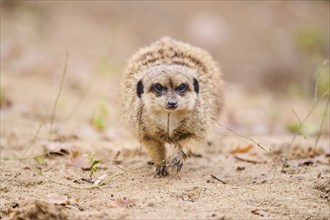 Meerkat (Suricata suricatta) walking on the ground, Bavaria, Germany, Europe