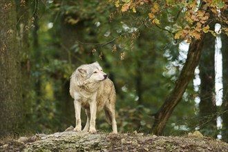 Eastern wolf (Canis lupus lycaon) standing on a little hill, Bavaria, Germany, Europe