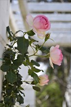 Blooming pink roses in Rosedal, the rose garden in Buenos Aires, Argentina, South America