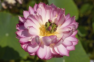 Indian lotus flower (Nolumbo nucifera), flower, North Rhine-Westphalia, Germany, Europe