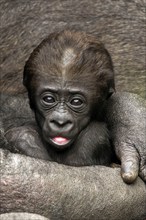 Gorilla, mother with baby, Uganda, Africa