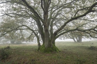 English oaks (Quercus robur) in fog, Emsland, Lower Saxony, Germany, Europe