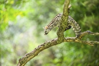 Common genet (Genetta genetta), climbing on a tree wildlife in a forest, Montseny National Park,