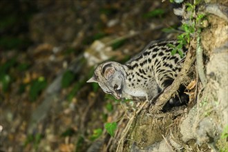 Common genet (Genetta genetta), wildlife in a forest, Montseny National Park, Catalonia, Spain,