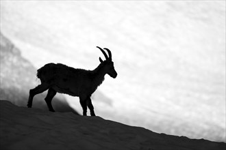 Alpine ibex (Capra ibex), silhouette in front of snowfield, black and white photograph, Mont Blanc