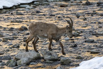 Alpine ibex (Capra ibex), crossing a river, in the morning light, Mont Blanc massif, Chamonix,