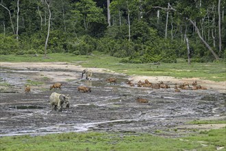 Forest elephants (Loxodonta cyclotis) and bongo antelopes (Tragelaphus eurycerus) in the Dzanga Bai