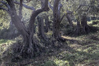 Olive trees (Olea europaea), Sicily, Italy, Europe