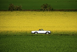 Country road by a flowering rape field, landscape near Mülheim an der Ruhr, Germany, Europe