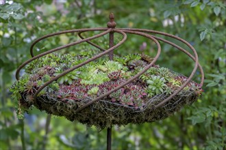 Houseleek (Sempervivum), North Rhine-Westphalia, Germany, Europe