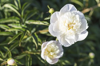 Pink peony flower in a botanical garden