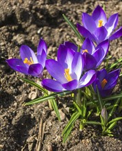 Crocuses blooming in the botanical garden in spring