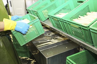 Agriculture asparagus washing and sorting with washing machine and sorting machine on a farm in