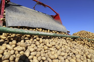 Agriculture potato harvesting with harvester (Mutterstadt, Rhineland-Palatinate)