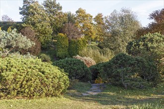 Cottage garden with green lawn, trees, hedges, trimmed bushes and large mountain pines. Modern