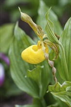 Beautiful orchids of different colors on green background in the garden. Lady's-slipper hybrids.