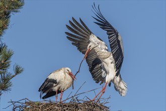 Pair of white stork (ciconia ciconia) building their nest in spring. Bas Rhin, Alsace, France,