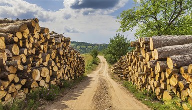 Forestry, timber industry, tree trunks stacked along a path, pile, AI generated, AI generated