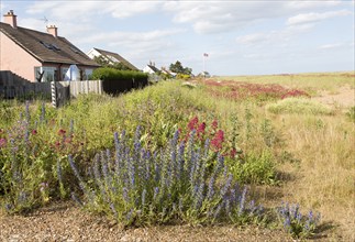 Valerian, Valeriana officinalis, and Viper's bugloss, echium vulgare, flowering at Shingle Street,