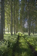 Common or Quaking Aspen trees (Populus) tremula, in a small plantation near Bures, Suffolk,