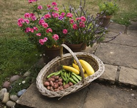 Wicker basket containing freshly grown vegetables, UK