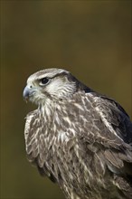 Laggar Falcon (Falco jugger) close-up