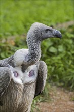 African white-backed vulture (Gyps africanus) close up portrait