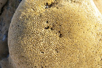 Sabellaria alveolata honeycomb worm reef, Mimid beach, Sidi Boufdail, Mirleft, Morocco, north