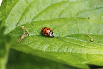 Asian lady beetle (Harmonia axyridis), multicoloured or harlequin ladybird on leaf, North