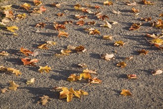 Close-up of fallen yellow and brown Acer, Maple tree leaves on light brown colored ground in early