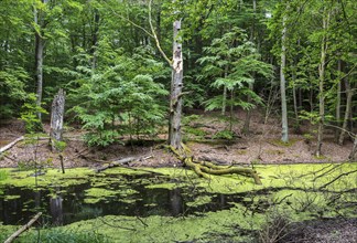 Landscape at Hellsee in Lanke, Bernau, Brandenburg, Germany, Europe