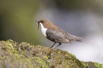 White-throated Dipper (Cinclus cinclus), at a torrent with prey in its beak, Rhineland-Palatinate,