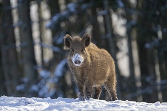 Wild boar (Sus scrofa), in the snow, Vulkaneifel, Rhineland-Palatinate, Germany, Europe