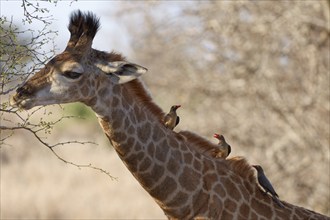 South African giraffe (Giraffa camelopardalis giraffa) with three red-billed oxpeckers (Buphagus