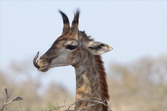 South African giraffe (Giraffa camelopardalis giraffa), young animal licking its lips, tongue out,