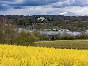 Flowering forsythia bushes, cultivation of a tree nursery, in Essen Fischlaken, in spring, March,